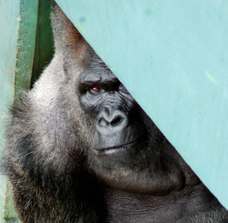 Timmy, The Louisville Zoo Gorilla