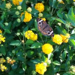 Gorgeous Butterfly at Kenlake State Resort Park, August 2011