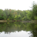 Cedar Pond, Land Between the Lakes 
