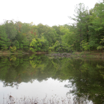 Cedar Pond, Land Between the Lakes 