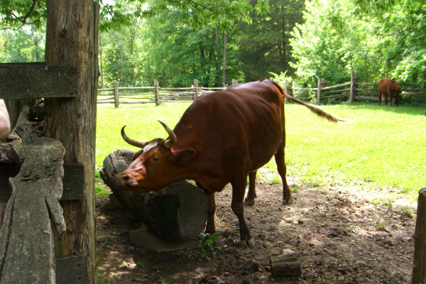 Oxen at The Homeplace