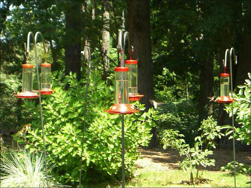 Hummingbirds at The Nature Station, Land Between the Lakes