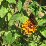 The 1850's Homeplace Butterfly on a Zinnia