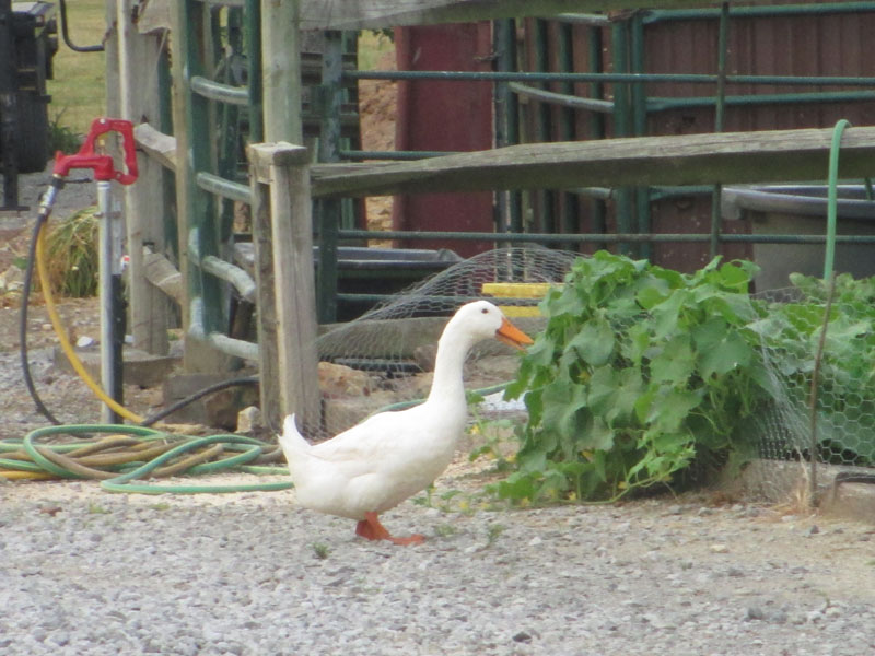 Goose in Anton Kentucky