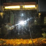 Fish Tank in the Lake Barkley Lodge