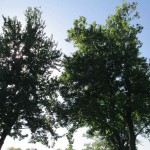 Trees at Lake Barkley State Resort Park