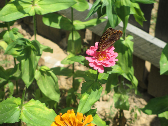 1850's Homeplace Zinnia and Butterfly