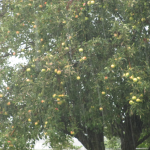 Apple Trees in the Rain