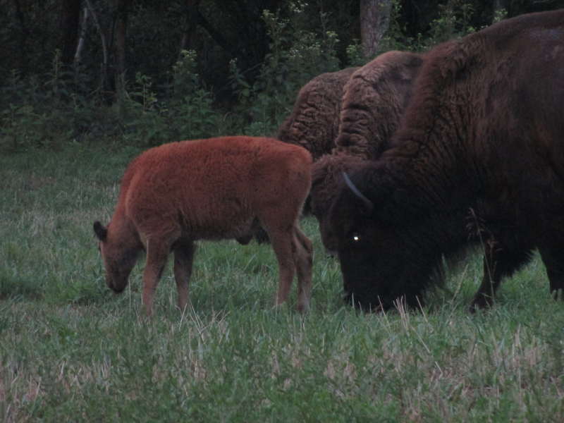 Bison at LBL's Elk and Bison Prairie 