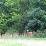 Deer Pennyrile Forest State Resort Park 