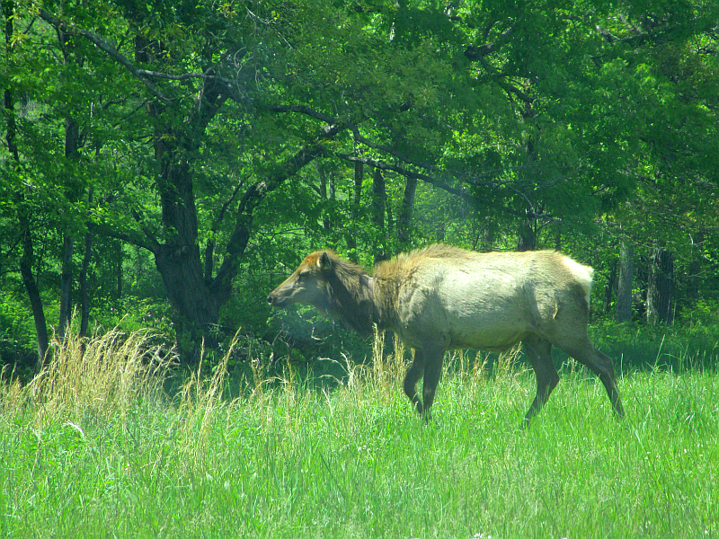 Elk at the Elk and Bison Prairie, Land Between the Lakes