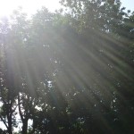 Sun Shining Through Kentucky Trees