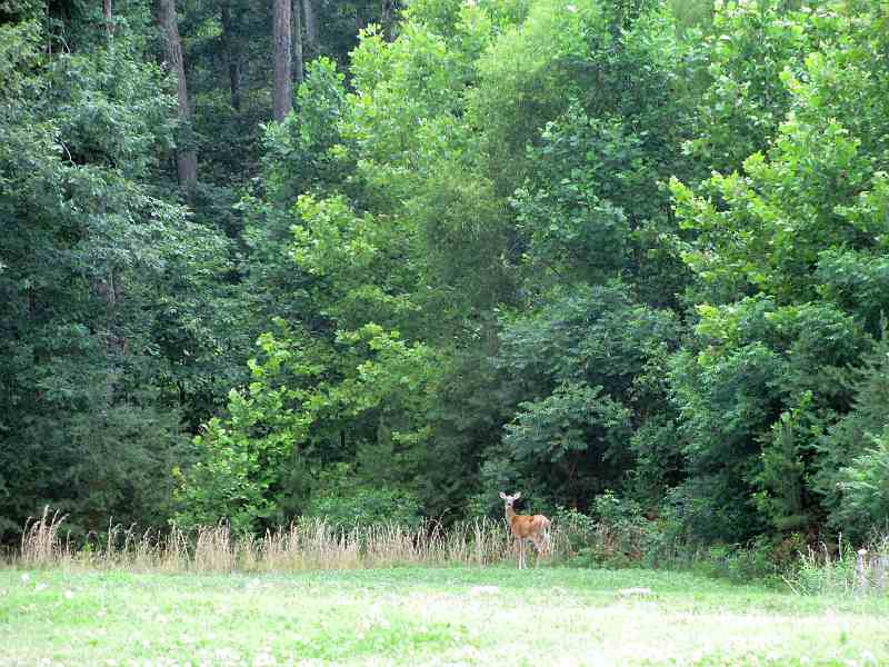 Deer at Pennyrile Forest State Resort Park 