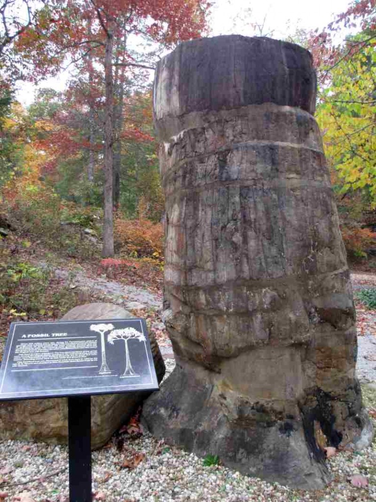 Pine Mountain State Resort Park Fossil Tree