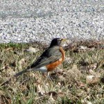 Robin at Panther Creek Park, Owensboro