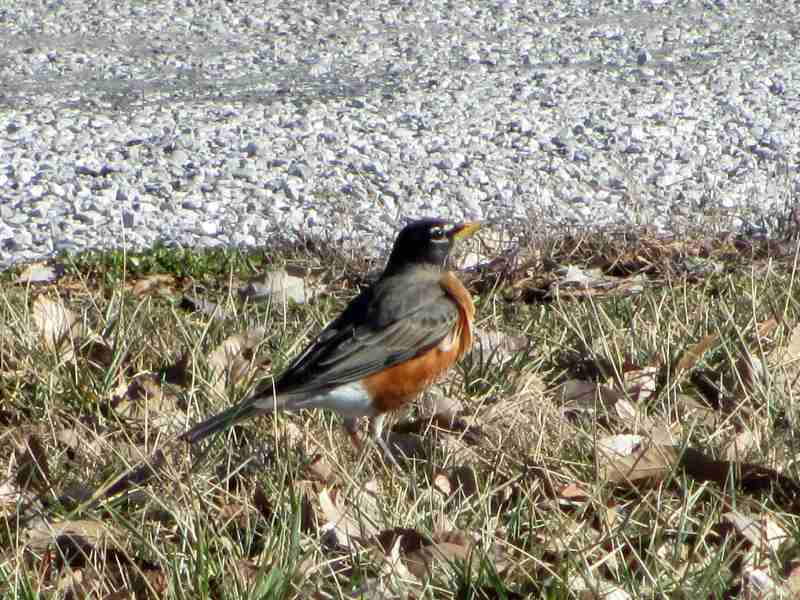 Robin at Panther Creek Park, Owensboro