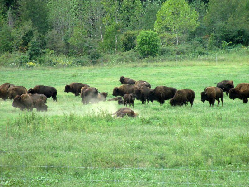 Bison Prairie - Land Between the Lakes