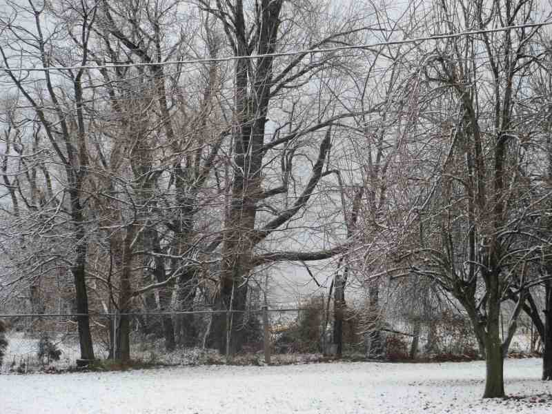 Snowy Morning Dec. 2012