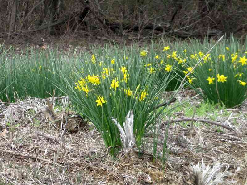 Daffodils in Land Between the Lakes, March 2013 