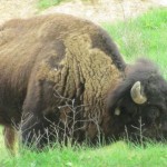 Bison in the Elk & Bison Prairie, Land Between the Lakes