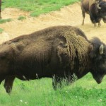 Bison in the Elk & Bison Prairie, Land Between the Lakes
