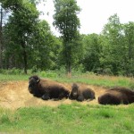 Bison at the Elk & Bison Prairie