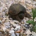 Turtle, Jack C. Fisher Park (Owensboro)