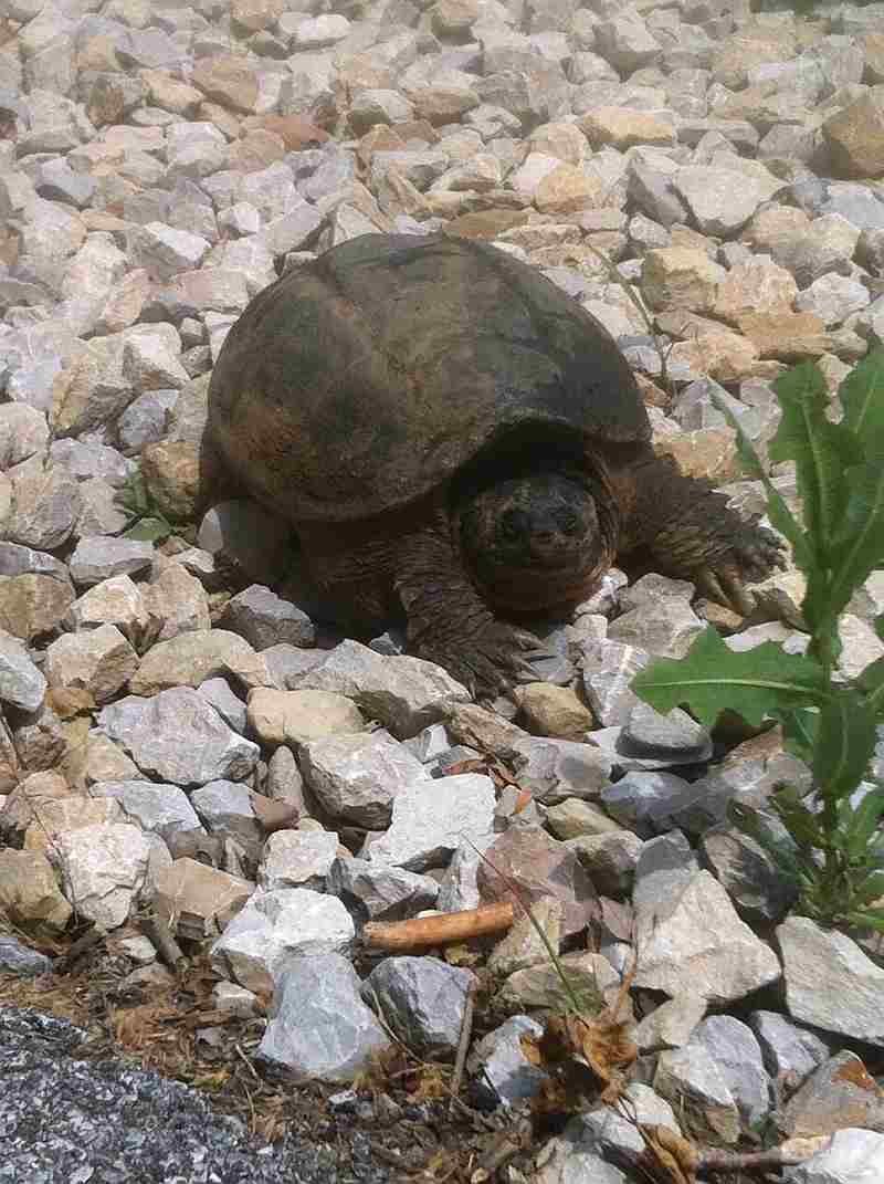 Brittany's Turtle, Jack C. Fisher Park (Owensboro)