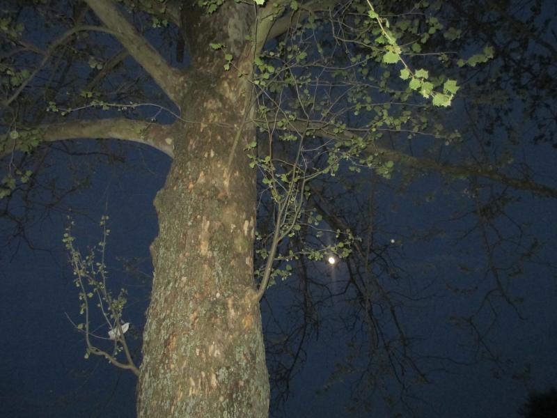 Full Moon through a favorite tree.