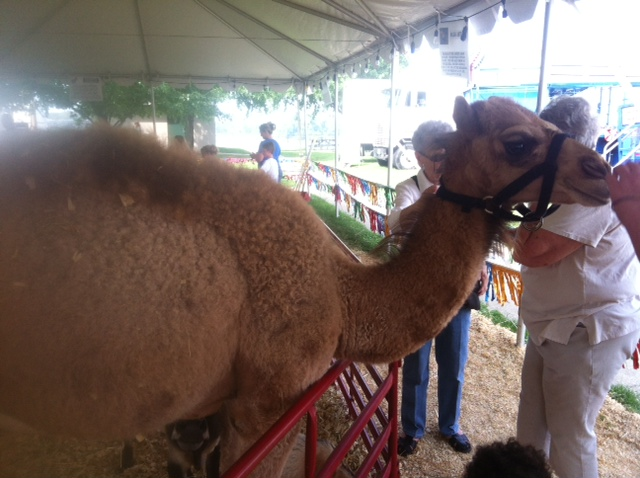 Camel at the Riverfront Fair in Owensboro