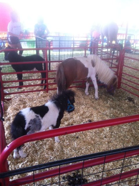 Ponies at the Riverfront Fair (2013) in Owensboro