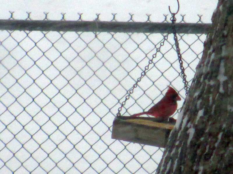 Cardinal in a Swing Feeder