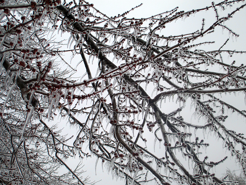Tree Branches Covered in Ice
