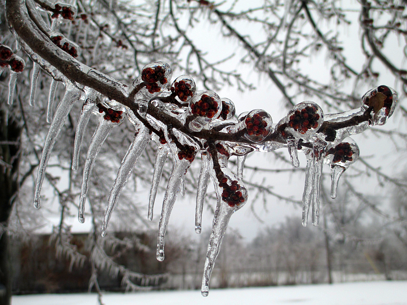 Tree Buds Covered in Ice