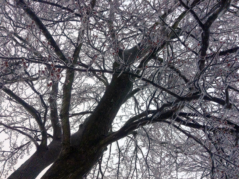 Kentucky Tree Covered in Ice