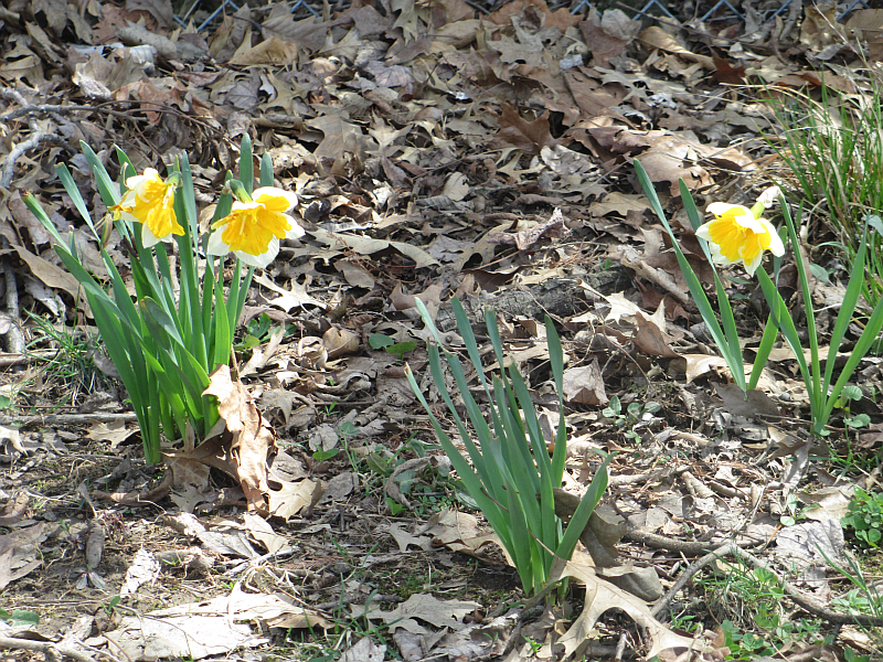 Daffodils in Owensboro