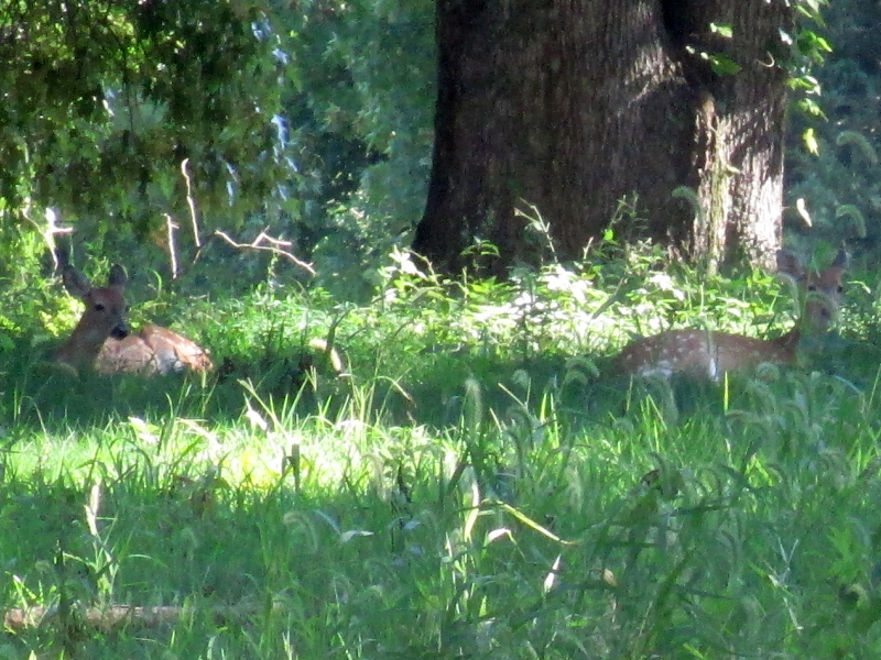 Deer on the Kentucky Dam Village State Park Golf Course