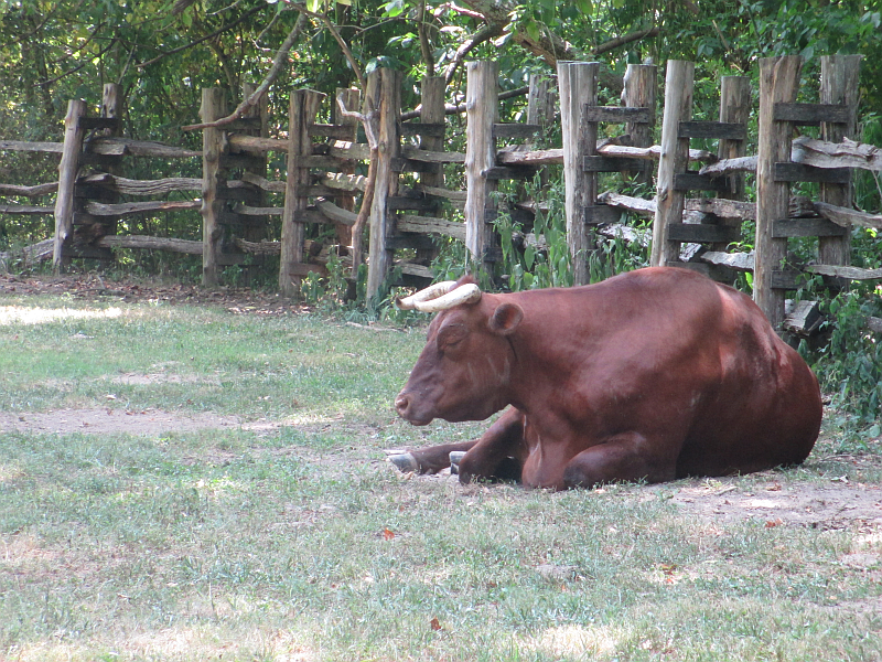 Resident of The Homeplace at Land Between the Lakes