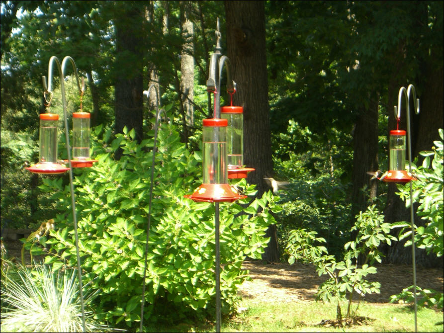 Hummingbirds at the Woodlands Nature Station, Land Between the Lakes 