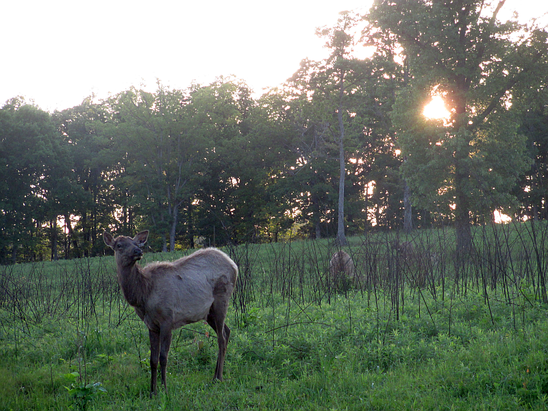 Elk at the Elk & Bison Prairie 