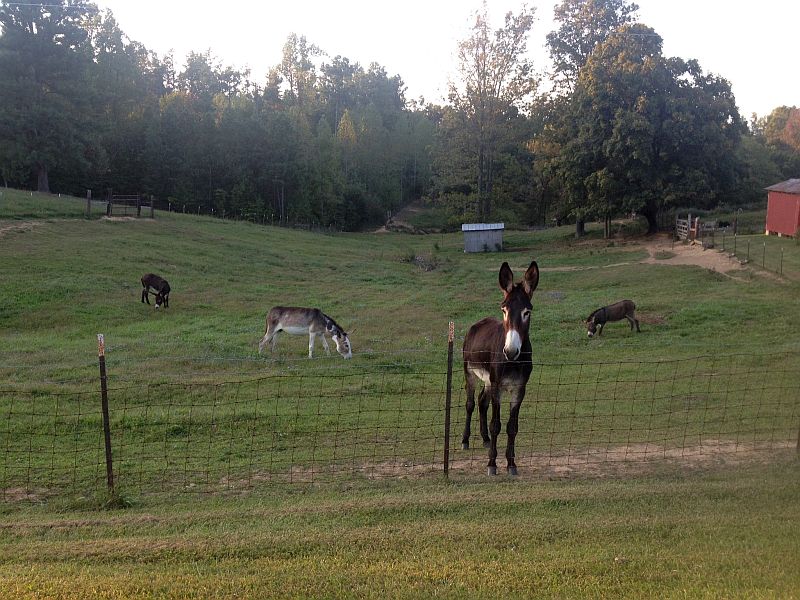 Donkeys in Lewisburg, Kentucky