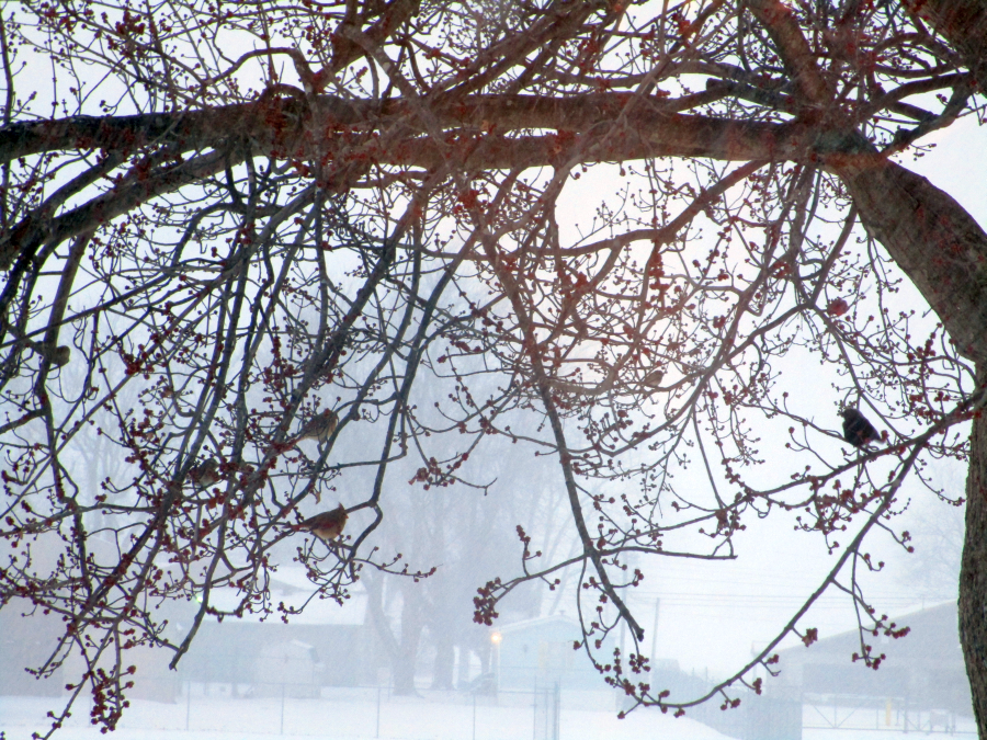 Cardinals in the Kentucky Winter Fog