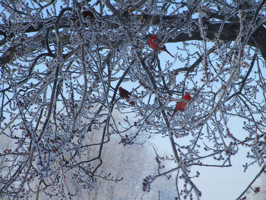 Kentucky Cardinals in Winter February 2015