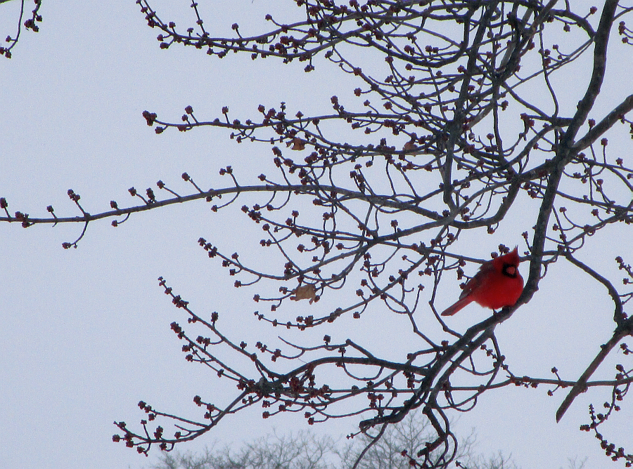 Kentucky Cardinal Winter 2015