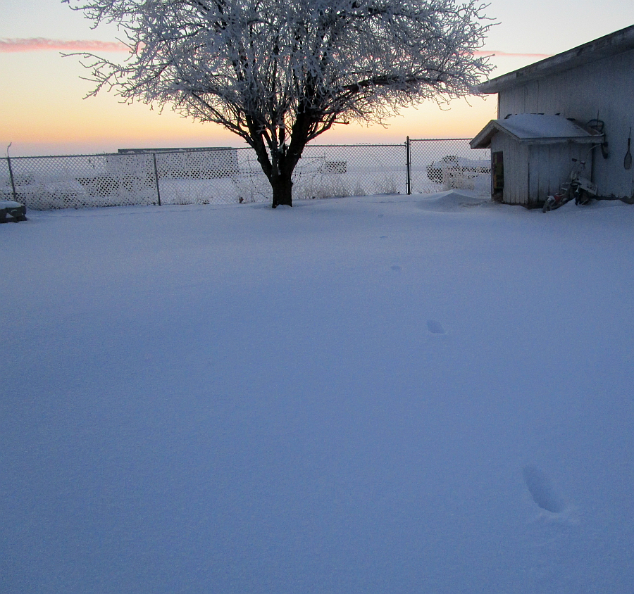 Winter morning in Kentucky February 2015