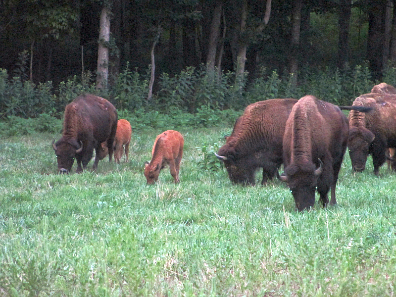 Bison at the Elk and Bison Prairie in Kentucky's Land Between the Lakes