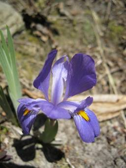 Crested Dwarf Iris at Carter Caves