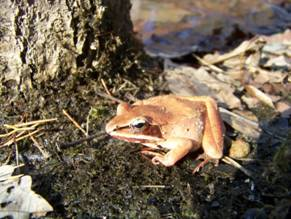Wood Frog at Natural Bridge State Park
