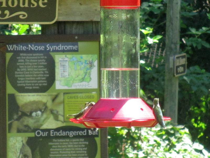 Hummingbirds at The Nature Station (Land Between the Lakes)