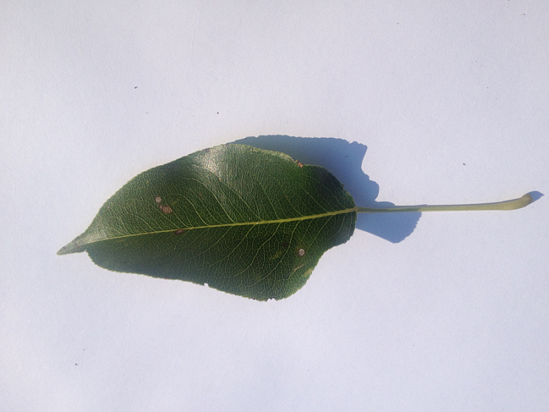 Leaf Against a White Background